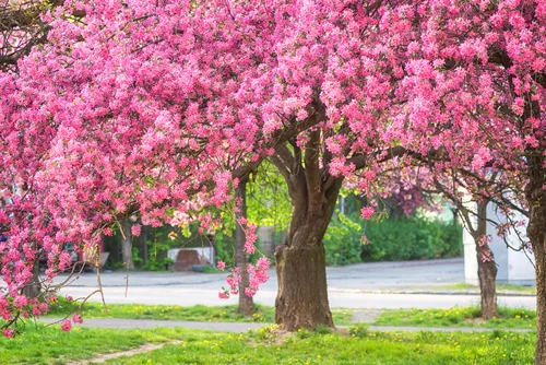Sunny street of the old European cozy town with blossoming pink flowers of decorative apple tree, beautiful spring cityscape, outdoor travel background, Uzhhorod, Ukraine